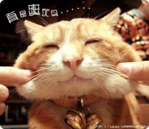 娱乐吃瓜猫捉鸟是真的吗,娱乐吃瓜猫捉鸟事件，真相究竟如何？