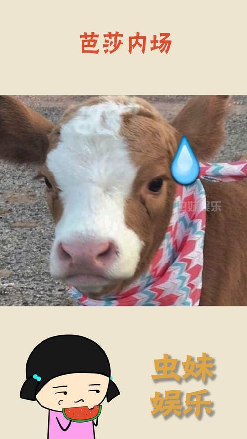 娱乐吃瓜酱猫,揭秘娱乐圈那些不为人知的幕后故事 第1张 娱乐吃瓜酱猫,揭秘娱乐圈那些不为人知的幕后故事 第1张