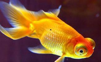 娱乐718吃瓜张金鱼,张金鱼吃瓜背后的故事  第2张